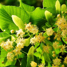 Linden blossom - Цвітіння липи (SA) - аромакомпозиція для аромамашин
